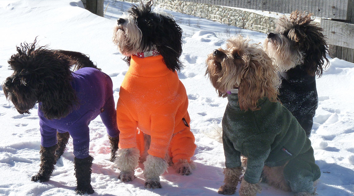 four small fluffy dogs in the snow all wearing brightly coloured warm jumpers